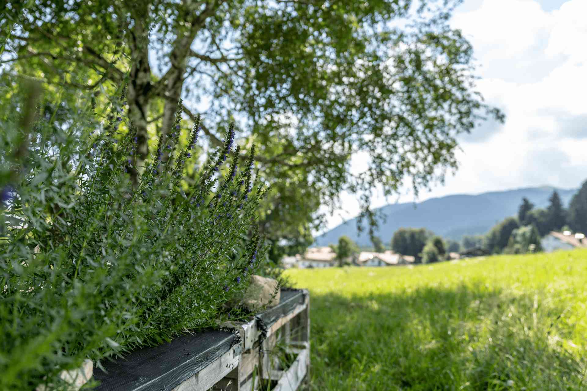 Hochbeete mit Kräutern und Bergblick